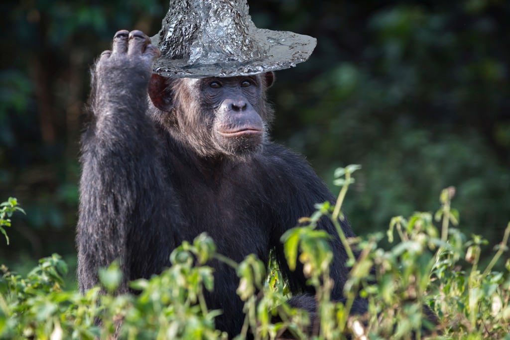 The unprimable primate - protected by Dr. Primestein’s Anti-Priming Tin Foil Hat. Image credit: International Fund for Animal Welfare (CC BY-NC; derivative)